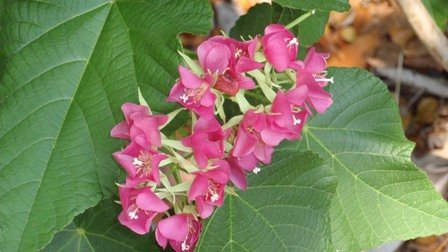 Dombeya seminole (2).JPG